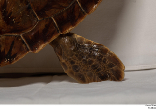 Turtle 8 leg 0022.jpg